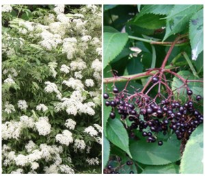 Sumbucus canadensis, also known as American black elder