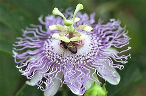 passionflower2
