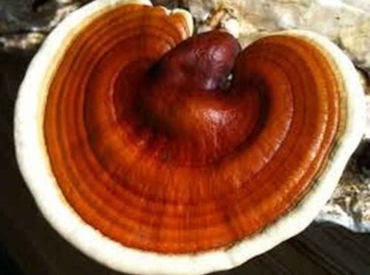 Red Reishi mushroom