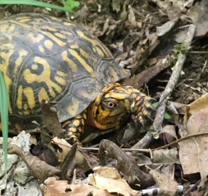 Found this little Terrapin in Ohio...still no morels!