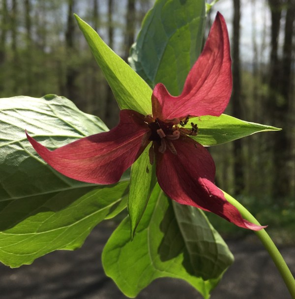 Red Trillium in the Monongahela National Forest