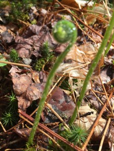 Fiddleheads