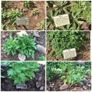Sites Homestead Herb Garden